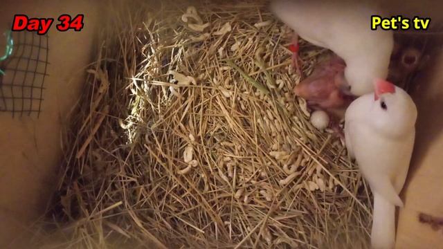 Java breeding progress | feeding chicks | day 34 to day 35 | Pets tv смотреть онлайн