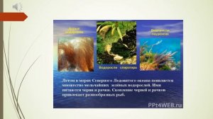 зона арктических пустынь 4 класс