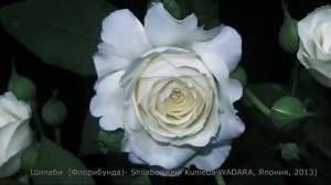 Как распускается роза Шилаби (Флорибунда) Shilabe (Keiji Kunieda 2013)