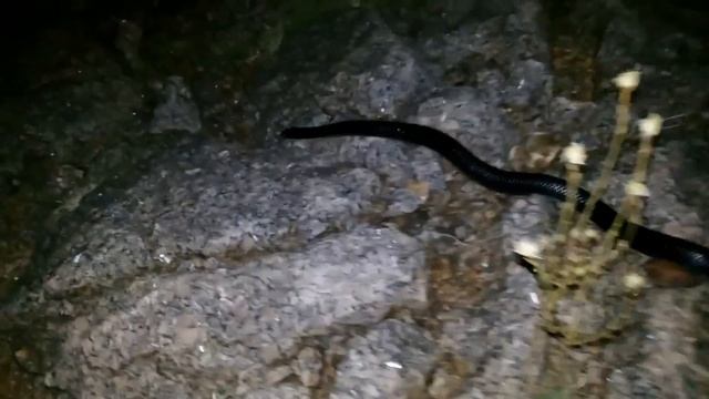 Cobra mussurana Snake смотреть онлайн