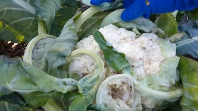 Цветная КАПУСТА УНИБОТРА смотреть онлайн