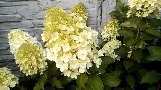 Гортензия Диамантино. 2022 г. июль. Украина. смотреть онлайн