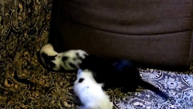 Норки бесятся на диване смотреть онлайн