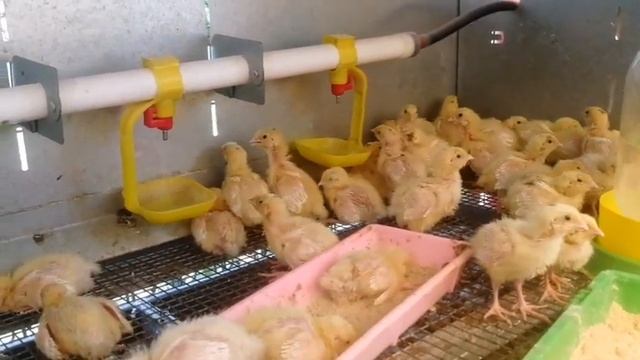 Вес перепелов белый гигант в 5 дней. смотреть онлайн