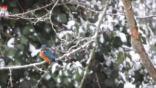 Зимородок, раз (нем. Eisvogel) смотреть онлайн