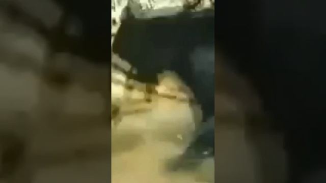 Black Jaguar vs. Anaconda #shorts смотреть онлайн