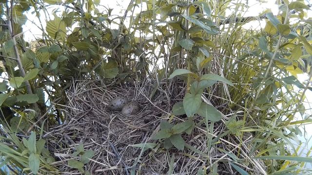 Чайка сизая 150606 7 SJ 2 яйца 3