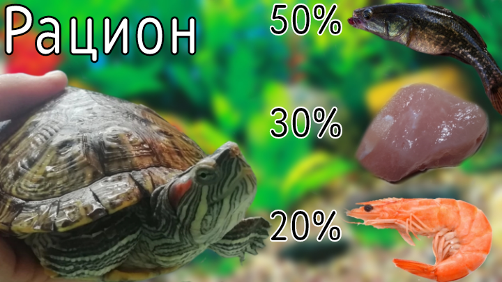 Как составить рацион красноухой черепахи? | Чем кормить? | Сколько кормить? смотреть онлайн