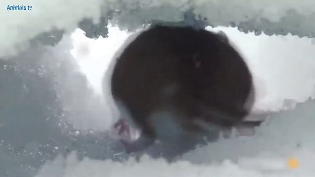 Рысь в деле. Рысь против волка, оленя, лисы, зайца, белки. Рысь на охоте. Дикие животные. смотреть онлайн