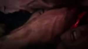 Слон тра***т слониху