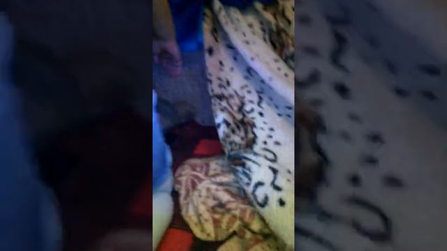 Не известное животное смотреть онлайн