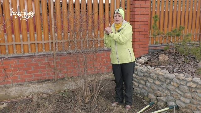 Обрезка жасмина (чубушника) в апреле