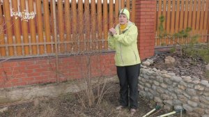 Обрезка жасмина (чубушника) в апреле