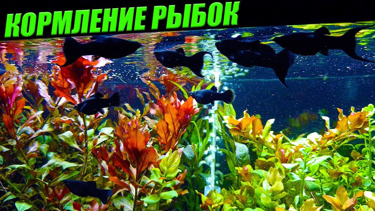 Кормление аквариумных рыбок самым лучшим кормом! смотреть онлайн