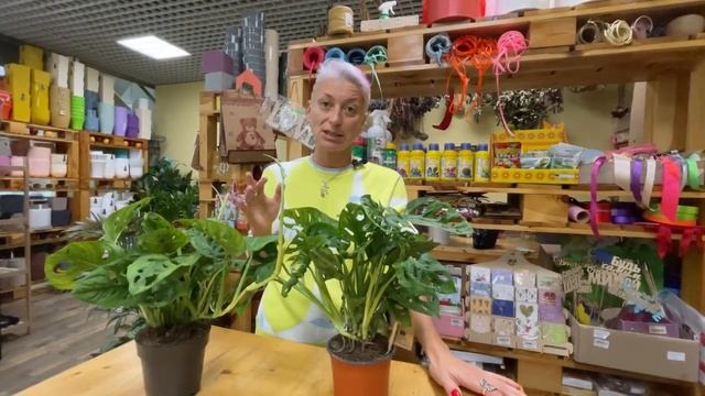 Монстера манки лиф и Монстера адансони - сравнение сортов