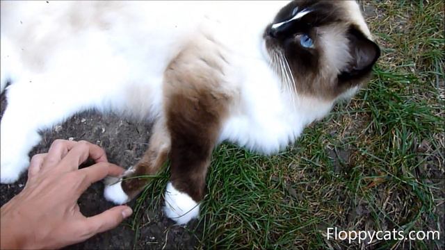 Ragdoll Cat Charlie Blue Eyes Chillin Like a Villain Outside - ねこ - ラグドール - Floppycats смотреть онлайн
