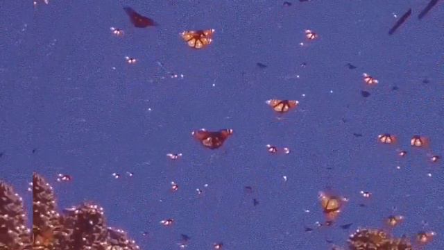 ocean eyes🎶 Бабочки 🦋 Aesthetic видео🌈🧦🧸 смотреть онлайн