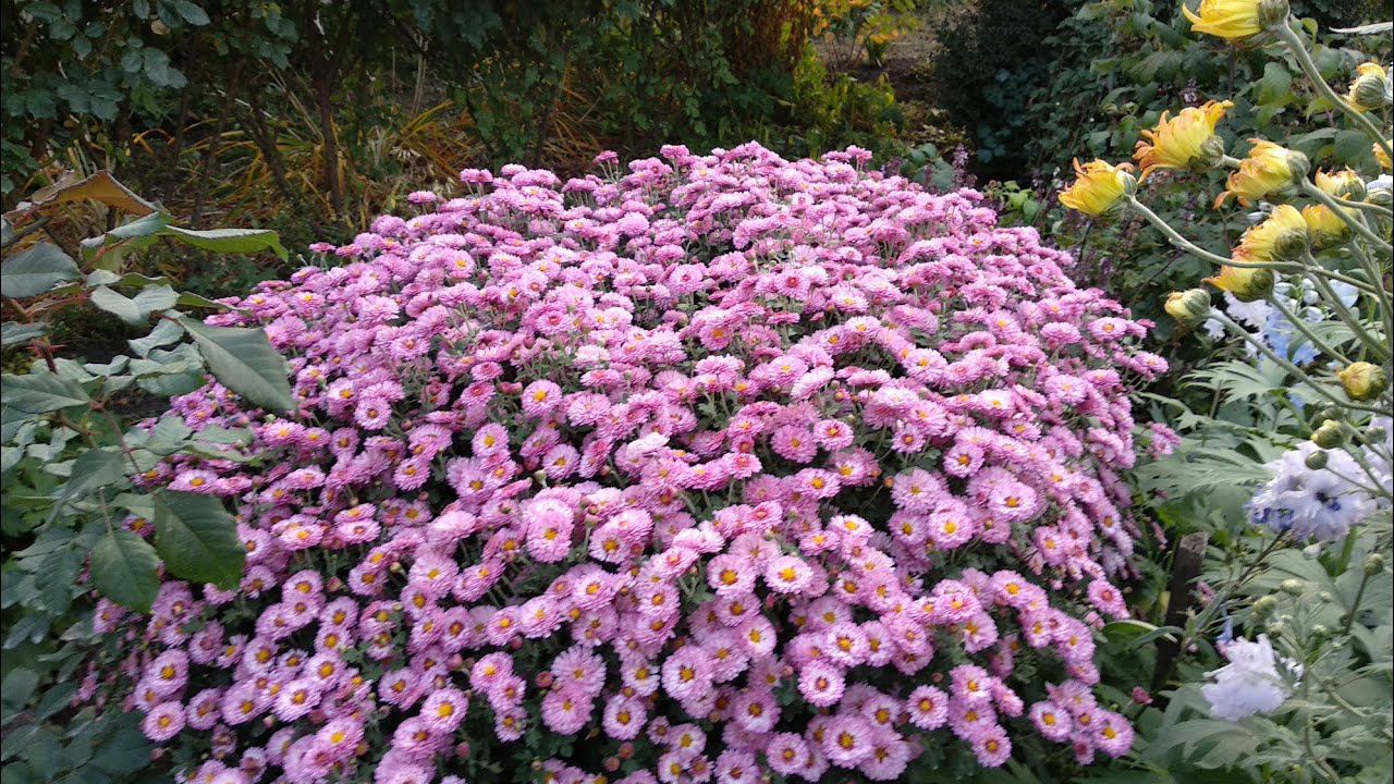 Розы. Осень Ответы на вопросы. смотреть онлайн