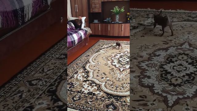 Смотреть всем прикол собачка щенок достала пищит маленькая крутышка смешно поёт бегает смотреть онлайн