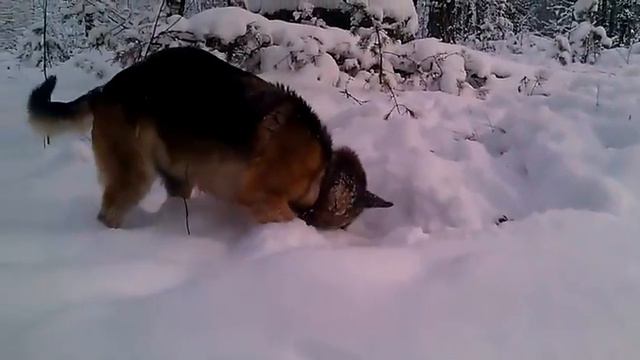 Эрик Тумас. Поиск любимой игрушки) смотреть онлайн