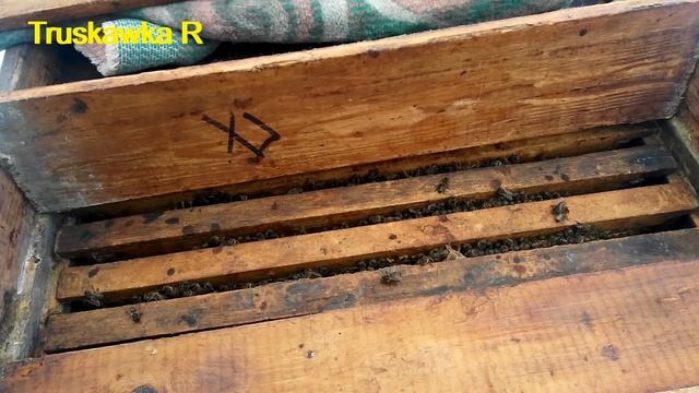 Виды кормов для зимней подкормки пчёл. Плюсы и минусы. смотреть онлайн