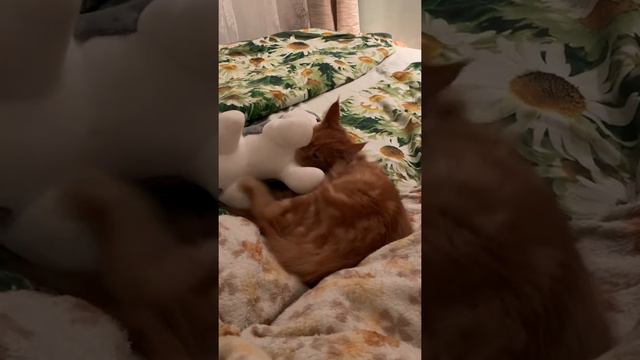 Я злой и страшный рыжий кот😻😻😻 смотреть онлайн