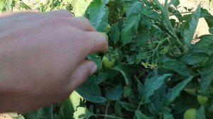 Помидоры Асвон Томат в Открытом Грунте Херсонская область