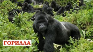 Как говорят Дикие животные и животные Африки Учим животных