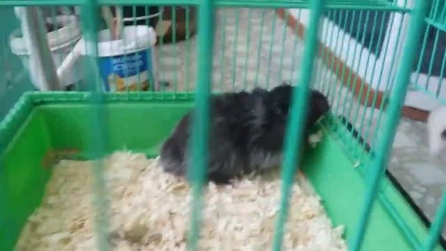 Пересадка Сирийских хомячков. смотреть онлайн