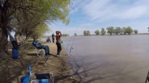 вобла 2018 - апрель, шикарный улов, удачно порыбачили, отличный отдых, вот это рыбалка.