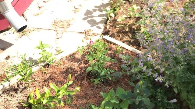 ОБЗОР посаженных роз из питомников "РОЗА ПОЧТОЙ", "ВДОХНОВЕНИЕ" и других смотреть онлайн