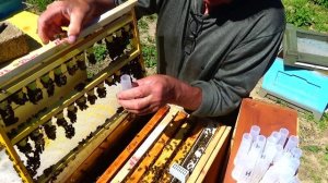 Заселение нуклеусов раздача маточников