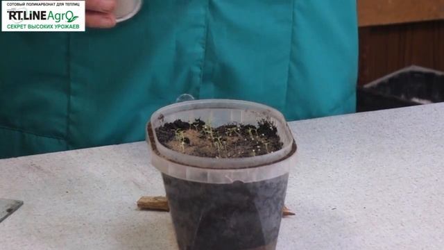 Уход за рассадой цветов петуния. Как не допустить черной ножки у рассады петунии. смотреть онлайн