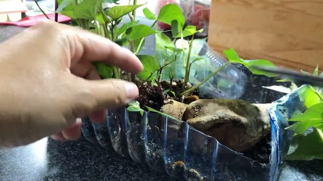 Kako uzgajati i posaditi rasad batata | Kamote How to grow sweet potato seedlings смотреть онлайн