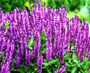 Ф.Шопен.Ноктюрн №11.