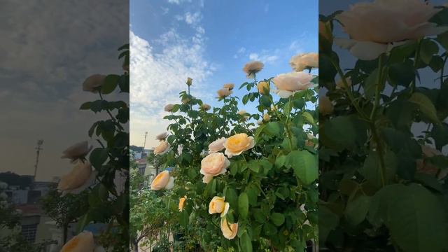 Juliet Rose смотреть онлайн