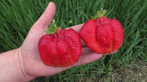 АЗИЯ среднеспелая клубника