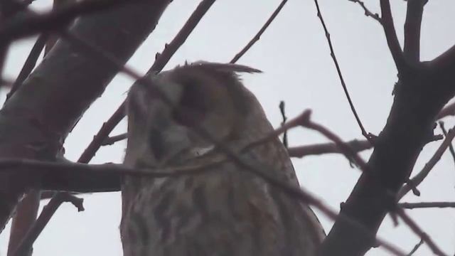 К нам во двор прилетела сова!!!!!!!!! смотреть онлайн