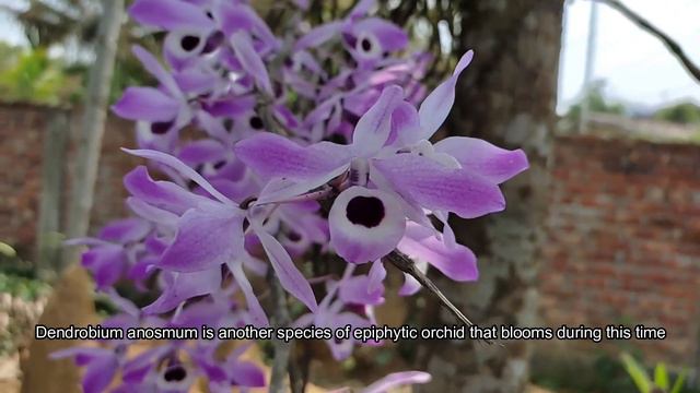 Orchids of Assam | Rhynchostylis retusa | Dendrobium and a surprise spring flower смотреть онлайн