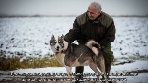 Карело финская лайка: описание породы собак