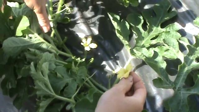 Опыление арбузов вручную. 17.06.2016 смотреть онлайн