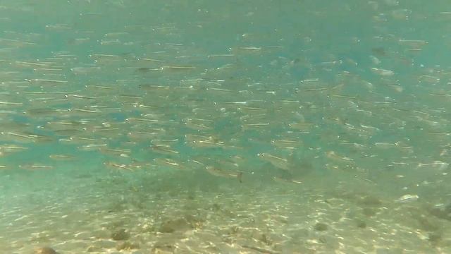 Kas, Turkey, Snorkeling . Снорклинг в Турции КАШ, с маской. Подводный мир Средиземного моря смотреть онлайн