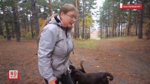 Опыт использования электрошокера дубинки против собак