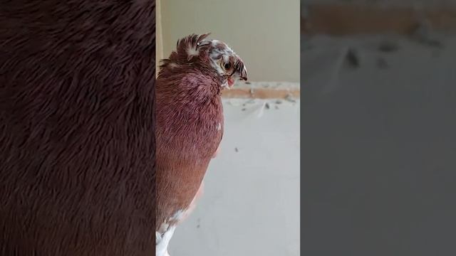 Шок!!! Самые Красивые Голуби. Двухчубые голуби. Tauben. Pigeons. Palomas. Pombos. 비둘기.