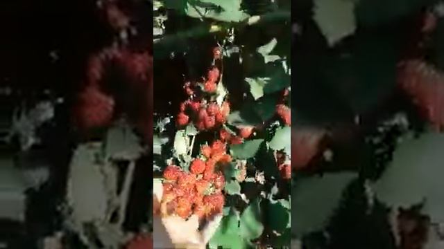 Ежемалина смотреть онлайн