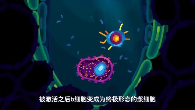 没有免疫系统身体会发生什么？第二复杂的生物系统是如何保护我们