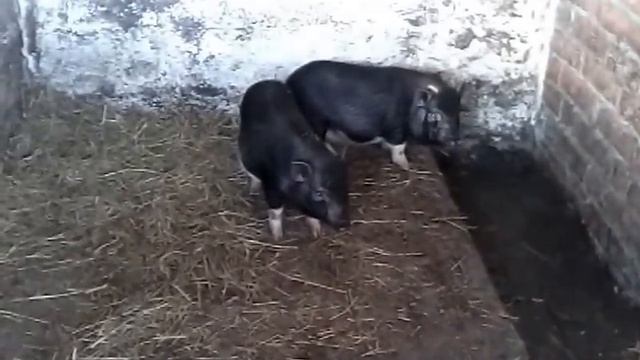 СВИНАРНИК НА 4 ГОЛОВЫ смотреть онлайн