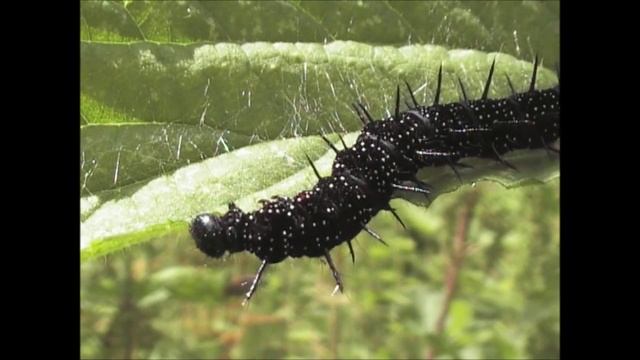 Peacock Butterfly Larva Aglais io смотреть онлайн