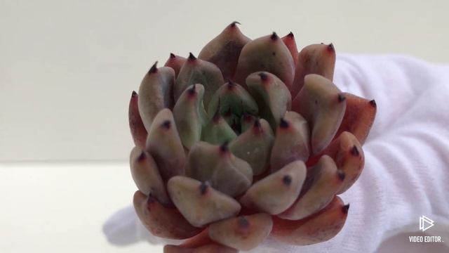 Echeveria Mexensis Zaragosa (R) смотреть онлайн