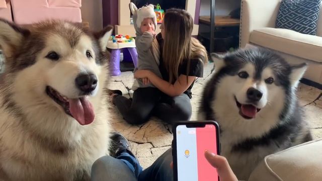 Testing Dog Translator App! Howling Alaskan Malamutes!! смотреть онлайн